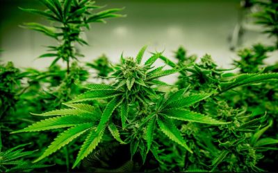I migliori paesi che hanno legalizzato la marijuana