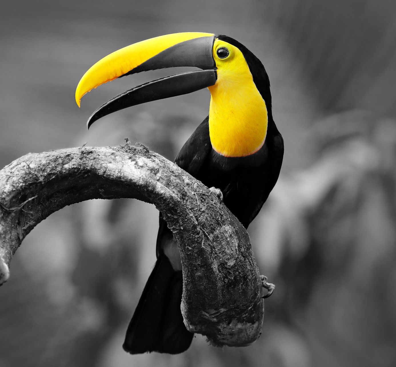A bird with a yellow beak
AI-generated content may be incorrect.
